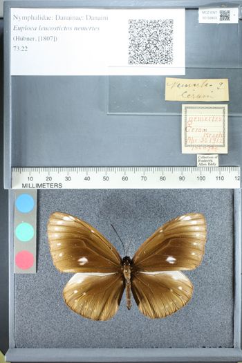 Media type: image;   Entomology 158403
